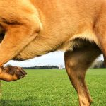 Tendinitis en perros: síntomas, causas y tratamiento