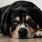 Síntomas, tratamiento y prevención de la sarna en perros