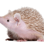 Qué cuidados necesitan los tenrecs en cautiverio