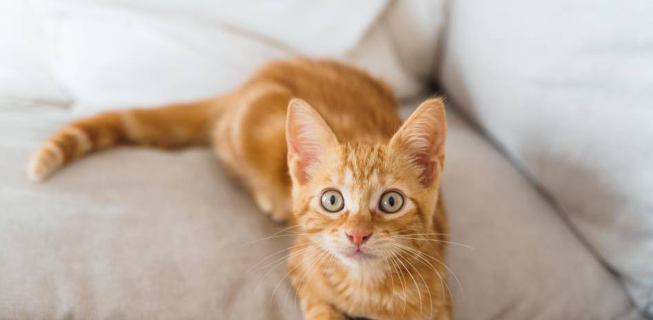 testiculos gatos - Por qué los gatos pueden tener testículos hinchados