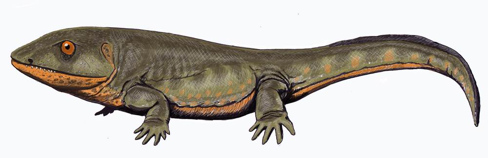 tetrapodos - Cuáles son algunos ejemplos representativos de tetrápodos