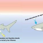 Tiburón Toro Bebé: Características, Hábitat y Curiosidades