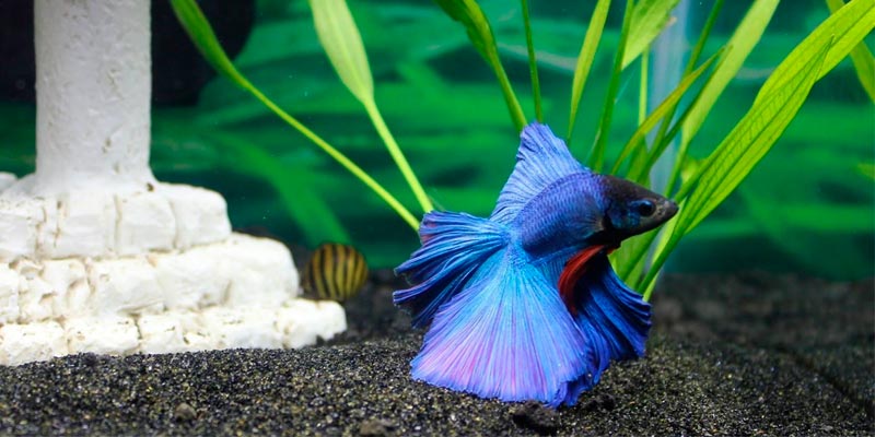 tipo de betta - Cuáles son los tipos de Peces Betta y su diversidad