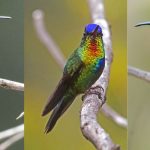 Cuáles son los tipos de colibríes que habitan en la naturaleza