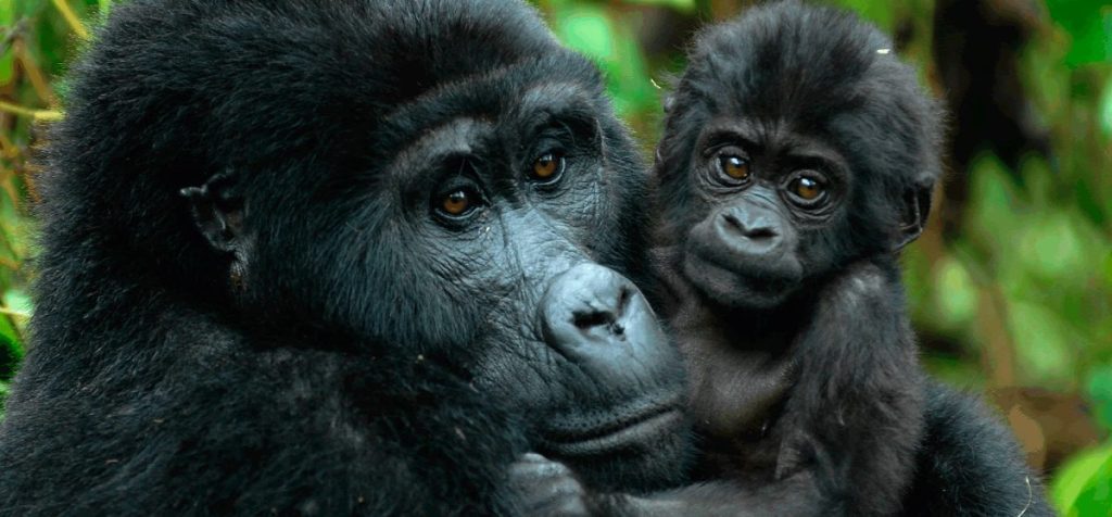 tipo de gorilas - Tipos de gorilas y sus diferencias en la naturaleza