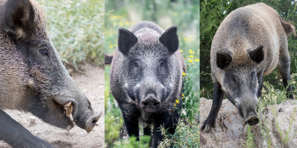 tipo de jabali 1 - Diferencias entre los 7 tipos de jabalí en España