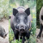 Diferencias entre los 7 tipos de jabalí en España