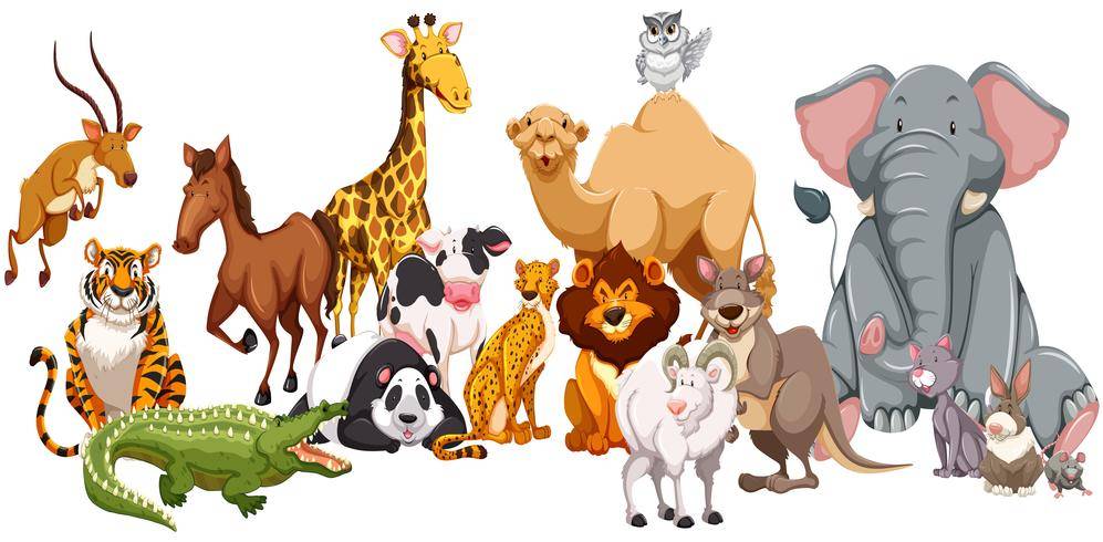 tipos de animais - Clasificación, características y ejemplos de animales