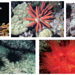 Cómo identificar los distintos tipos de erizos de mar