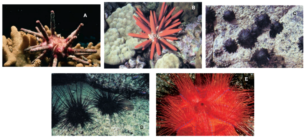 tipos de erizos de mar - Cómo identificar los distintos tipos de erizos de mar