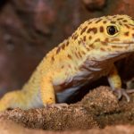 Qué tipos de geckos existen y cuáles son sus características