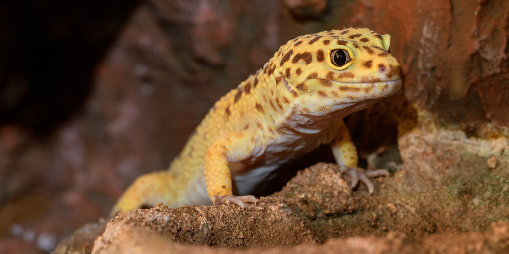 tipos de gecko - Qué tipos de geckos existen y cuáles son sus características