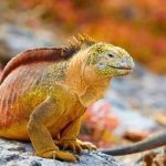 Qué tipos de iguanas existen en el mundo