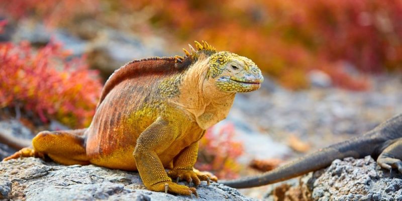 tipos de iguanas - Qué tipos de iguanas existen en el mundo