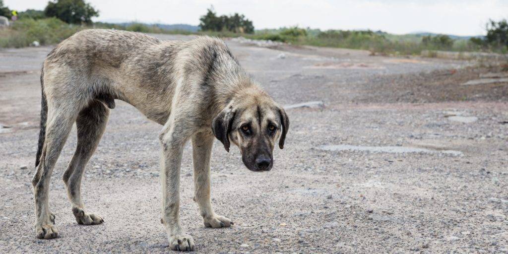 tipos de maltrato animal - Qué medidas tomar para evitar y reportar casos de maltrato animal