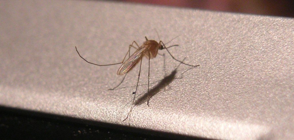 tipos de mosquitos grandes - Mosquitos grandes ¡Conoce las especies más grandes!