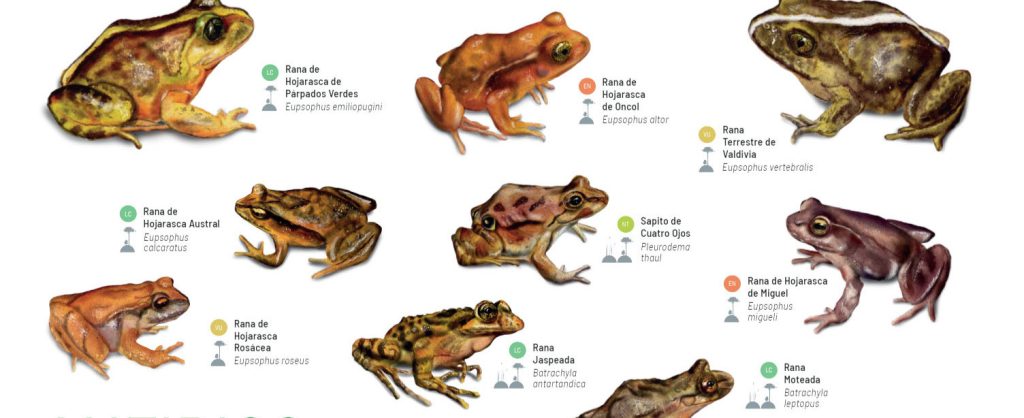 tipos de sapo - Qué tipos de sapos venenosos existen y cuáles son sus nombres