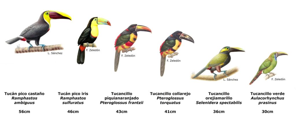 tipos de tucan - Cuáles son los tipos de tucanes en la naturaleza