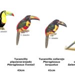 Cuáles son los tipos de tucanes en la naturaleza