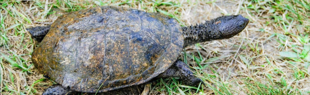 tortuga con pinchos - Qué características hacen única a la tortuga aligator