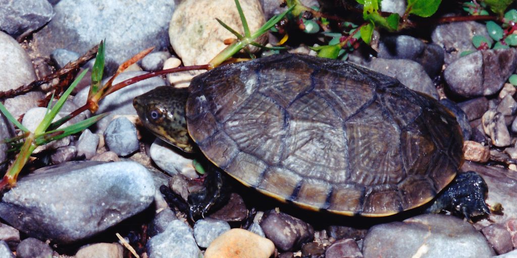 tortuga de rio - Cuáles son las especies de tortugas de río más conocidas