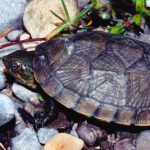 Cuáles son las especies de tortugas de río más conocidas