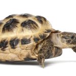 Tortuga de tierra rusa: tamaño, hábitat y reproducción