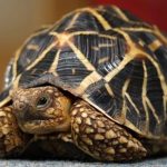 Qué saber sobre la Tortuga Estrellada de la India