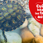 Cómo se cuidan las tortugas de agua pequeñas en casa