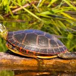 Qué características tiene la tortuga pintada Chrysemys picta