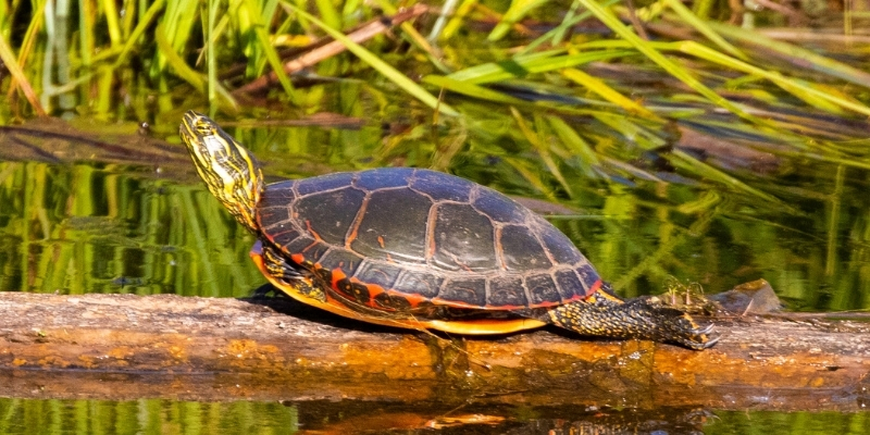 tortuga pintada - Qué características tiene la tortuga pintada Chrysemys picta