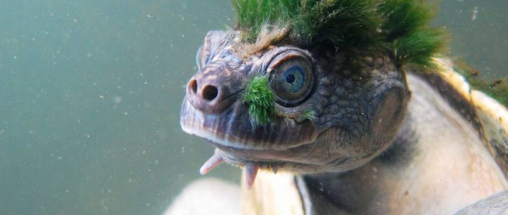 tortuga punk - Cómo se identifica a una tortuga punk y dónde vive habitualmente