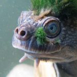 Cómo se identifica a una tortuga punk y dónde vive habitualmente