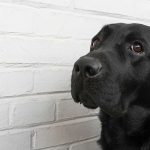 Tranquilizantes en perros mayores: son recomendados