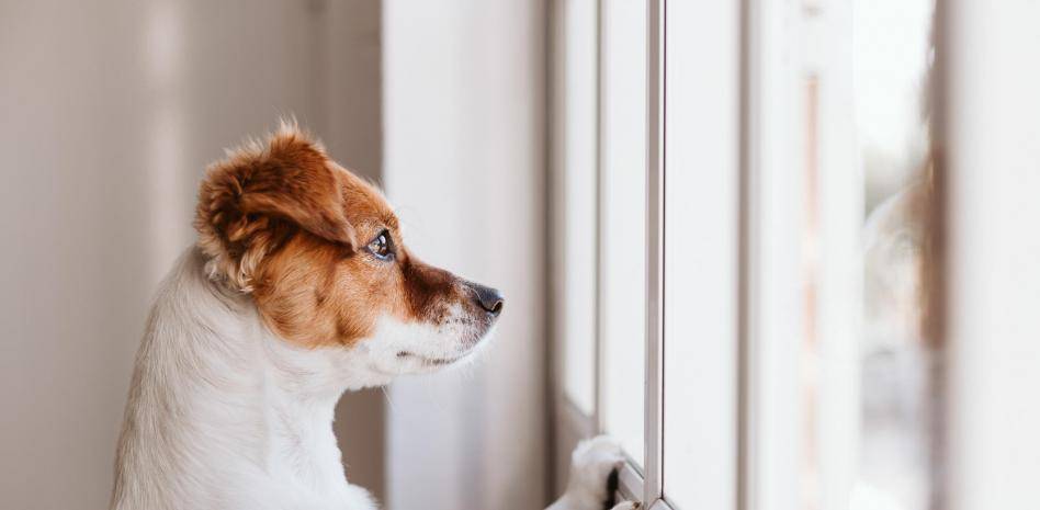 trucos para que el perro no ladre cuando esta solo - Cómo puedes evitar que tu perro ladre cuando está solo en casa