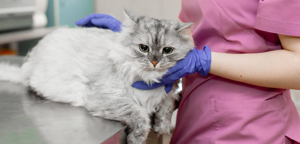 tumores en gatos fotos - Qué son los tumores en gatos y cuáles son sus síntomas más comunes