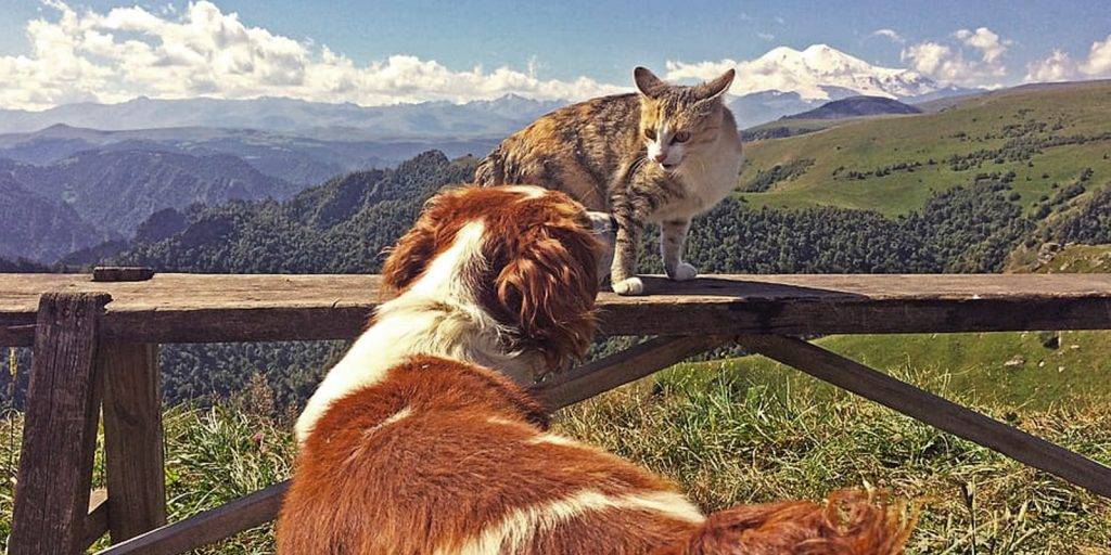 un gato adulto puede atacar a un cachorro - Por qué un gato ataca a un perro y cómo actuar en esa situación