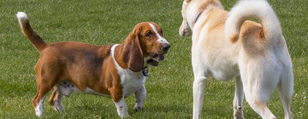 un perro adulto puede atacar a un cachorro - Por qué un perro adulto muerde a un cachorro Prevención