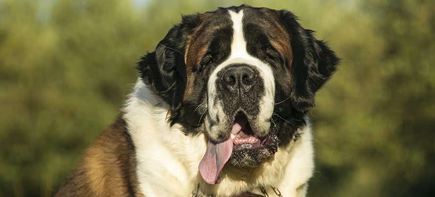 un perro con torsion gastrica puede defecar - Torsión gástrica en perros: síntomas, causas y tratamiento