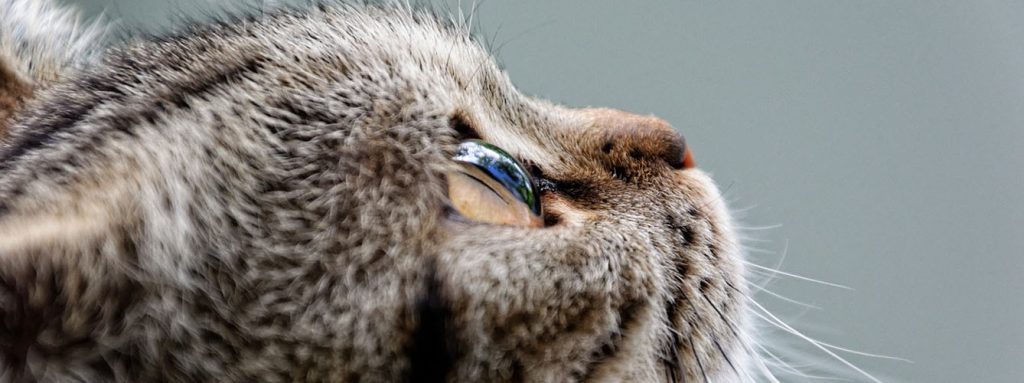 uveitis gato - Cómo tratar la uveítis en gatos para cuidar sus ojos