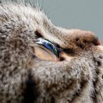 Cómo tratar la uveítis en gatos para cuidar sus ojos