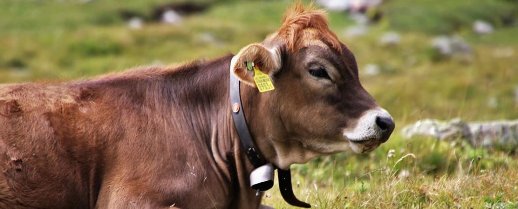 vaca dudosa tuberculosis - Síntomas y diagnóstico de tuberculosis bovina en vacas