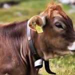 Síntomas y diagnóstico de tuberculosis bovina en vacas