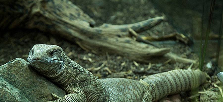 varano de la sabana - Qué características destacan en los varanos de la sabana