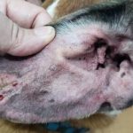 Qué causa la vasculitis en las orejas de los perros