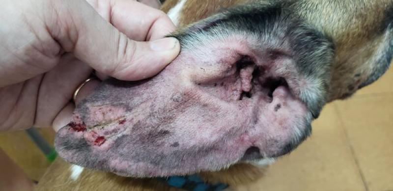 vasculitis oreja perro - Qué causa la vasculitis en las orejas de los perros