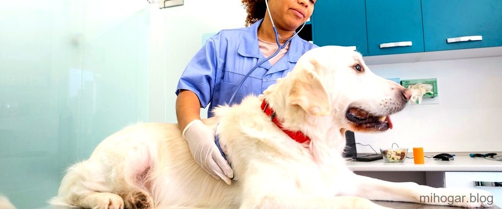 vet gastril efectos secundarios - Usos, dosis y efectos secundarios del sucralfato en perros