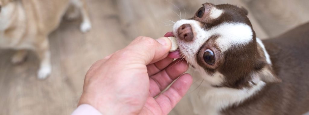 vitamina b para perros - Vitamina B12 en perros: dosis, beneficios y alimentos recomendados