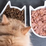 Cómo mejorar la salud de tu gato con suplementos naturales