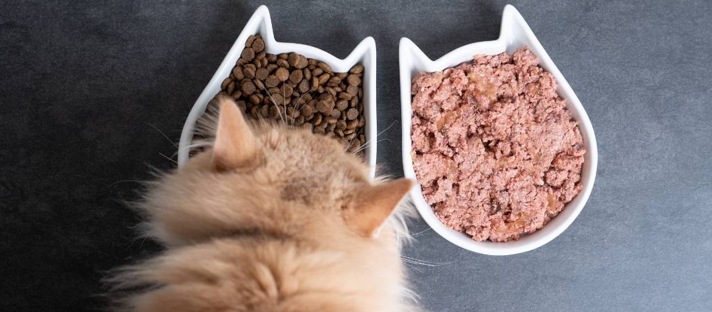 vitaminas caseras para gatos - Cómo mejorar la salud de tu gato con suplementos naturales